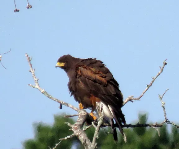 Harris's Hawk - Photo by Vicki Sensat