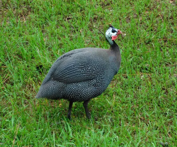 Helmeted Guineafowl - Photo by Kathy Rhodes