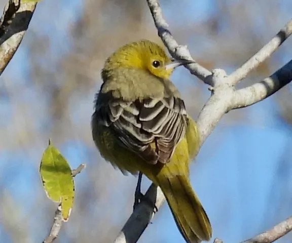 Hooded Oriole - Photo by Van Remsen