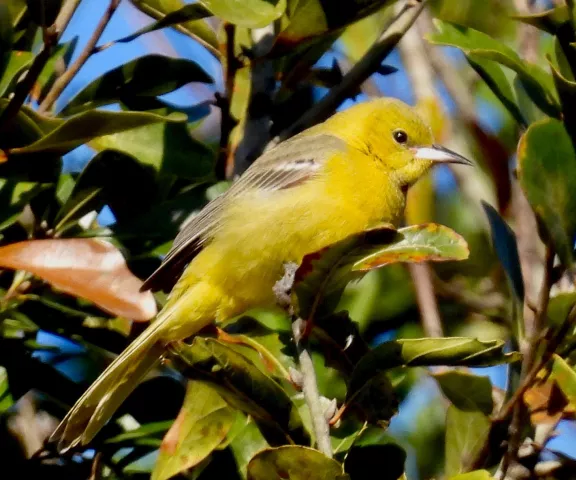 Hooded Oriole - Photo by Van Remsen