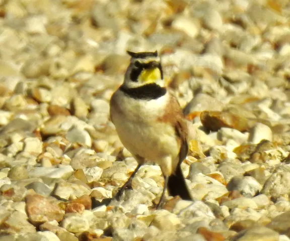 Horned Lark - Photo by Van Remsen