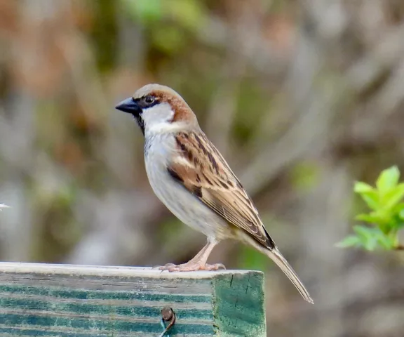 House Sparrow - Photo by Van Remsen