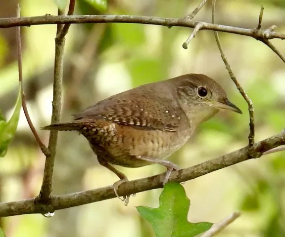 House Wren - Photo by Van Remsen