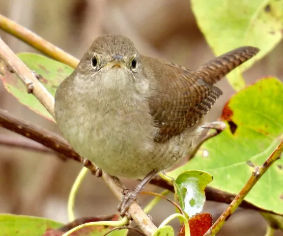 House Wren - Photo by Van Remsen