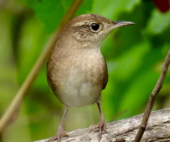 House Wren - Photo by Van Remsen