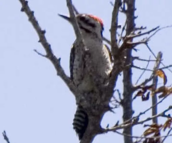 Ladder-backed Woodpecker - Photo by Paul Conover