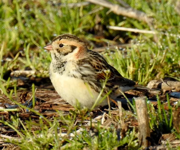 Lapland Longspur - Photo by Van Remsen