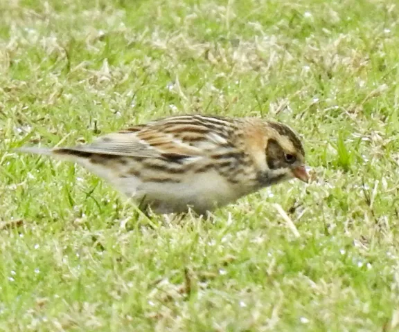 Lapland Longspur - Photo by Van Remsen