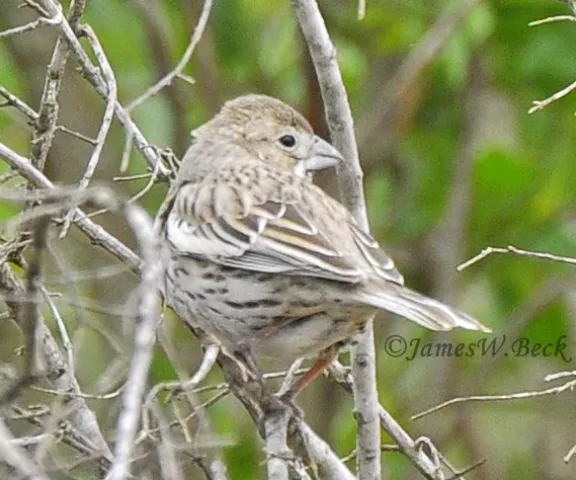 Lark Bunting - Photo by James W. Beck