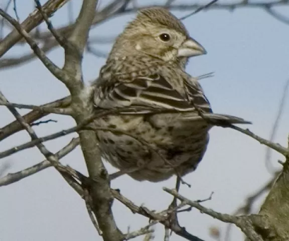 Lark Bunting - Photo by Paul Conover