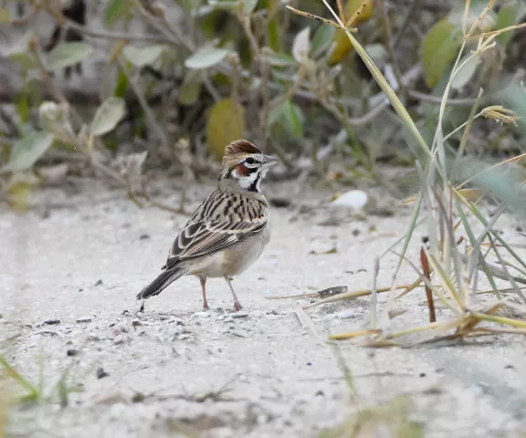 Lark Sparrow - Photo by Erik Johnson