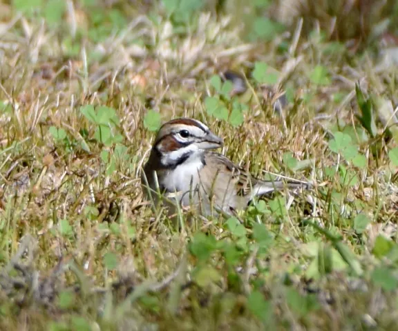 Lark Sparrow - Photo by Erik Johnson