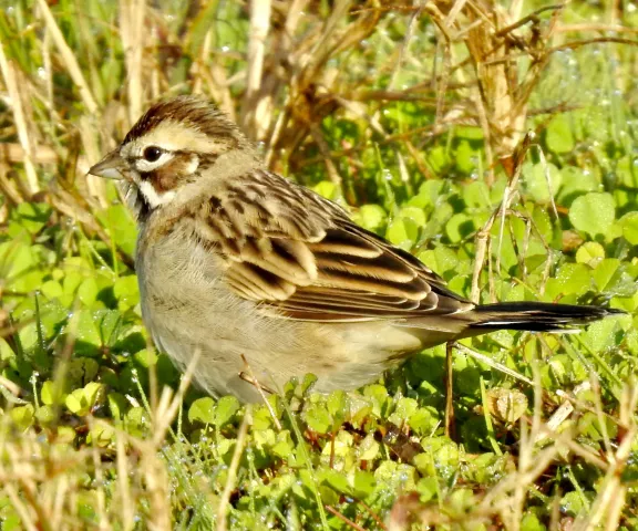 Lark Sparrow - Photo by Van Remsen