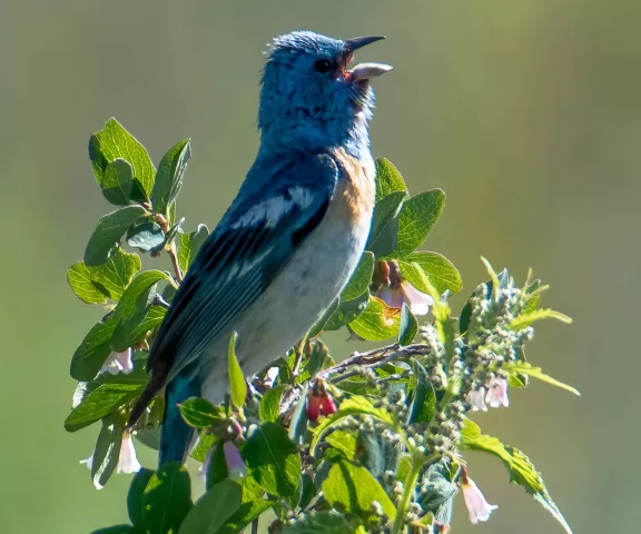 Lazuli Bunting - Photo by Kenneth Eyster