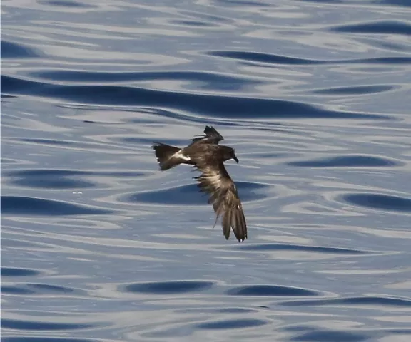 Leach's Storm-Petrel - Photo by Van Remsen