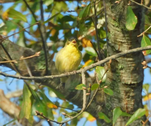 Lesser Goldfinch - Photo by Kathy Rhodes