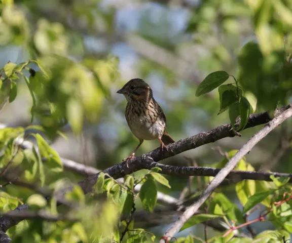 Lincoln's Sparrow