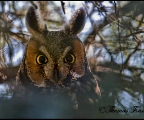 Long-eared Owel - Photo by Thomas Finnie