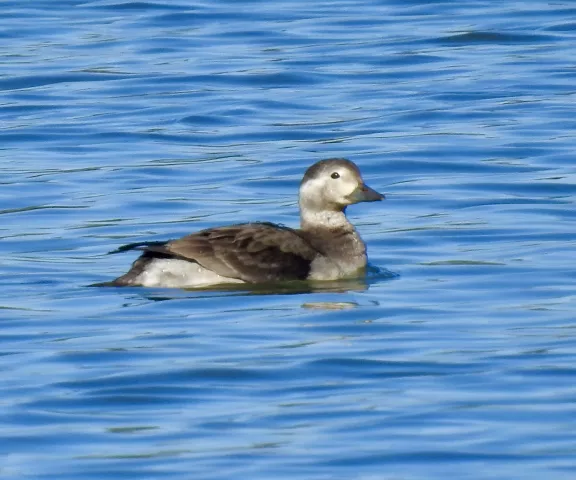 Long-tailed Duck - Photo by Van Remsen