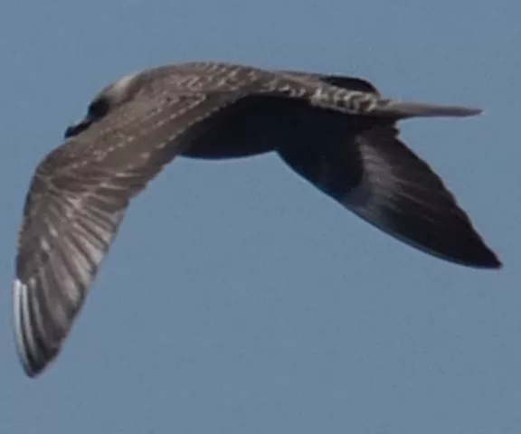 Long-tailed Jaeger - Photo by Paul Conover