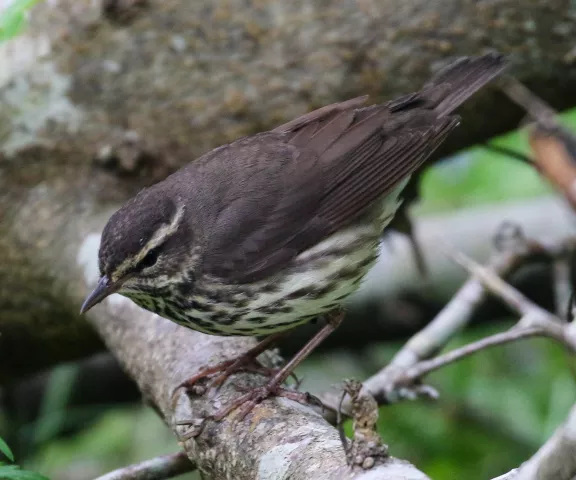 Louisiana Waterthrush - Photo by Brad Price