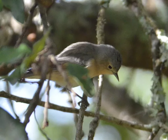 Lucy's Warbler - Photo by Van Remsen