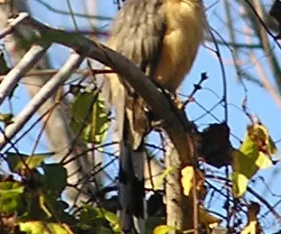 Mangrove Cuckoo - Photo by David Muth