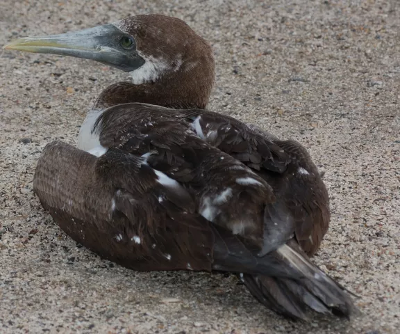 Masked Booby - Photo by Paul Conover