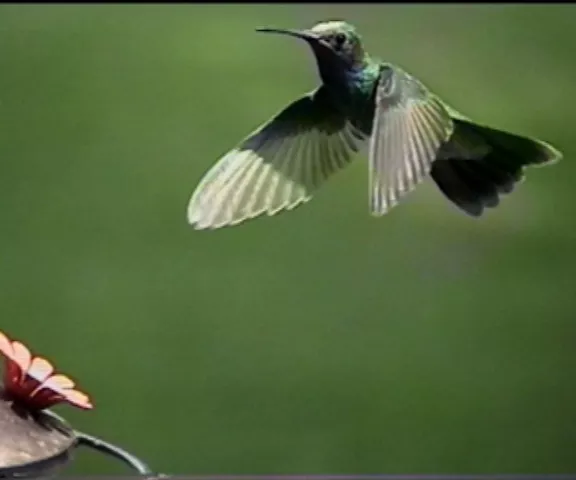 Mexican Violetear - Photo by Paul Conover