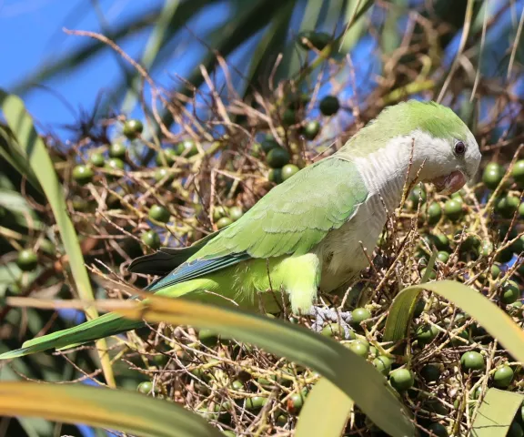 Monk Parakeet - Photo by David Muth