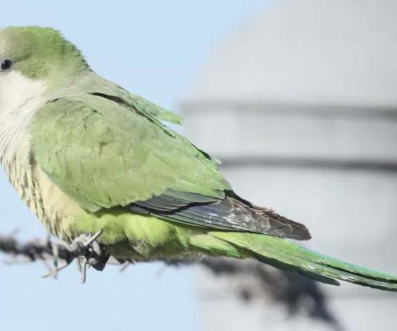 Monk Parakeet - Photo by William Matthews