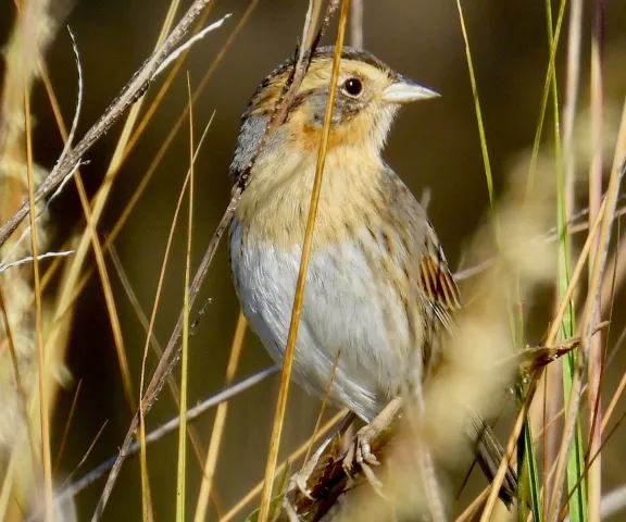 Nelson's Sparrow - Photo by Van Remsen