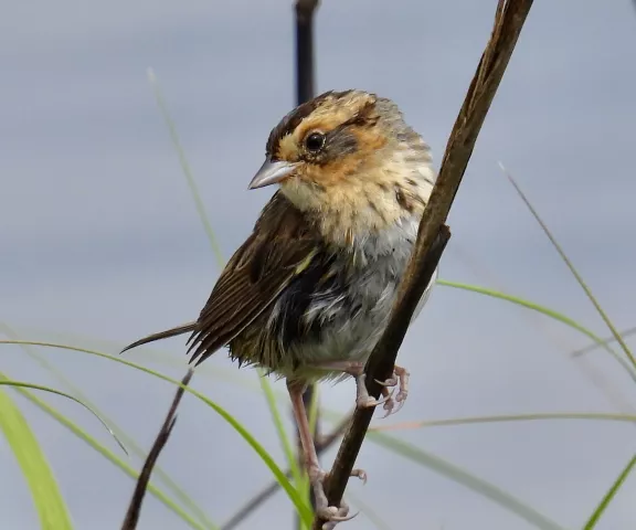 Nelson's Sparrow - Photo by Van Remsen