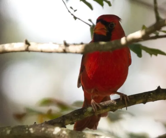 Northern Cardinal - Photo by Charles Paxton