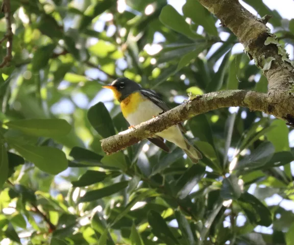 Northern Parula