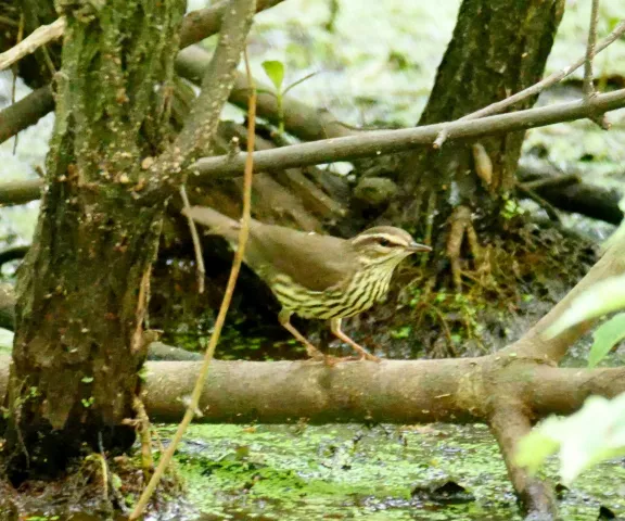 Northern Waterthrush - Photo by Jane Patterson