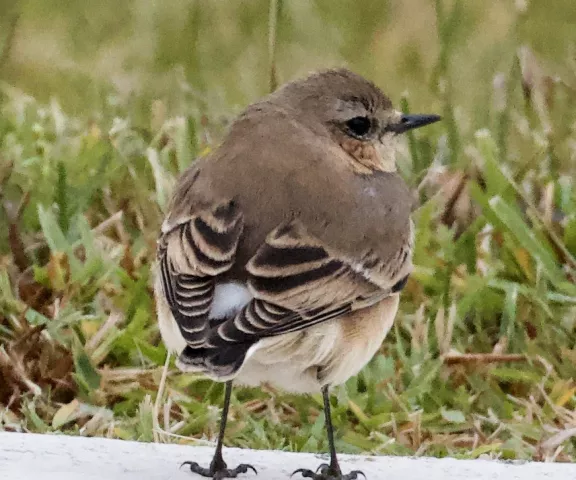 Northern Wheatear - Photo by William Matthews