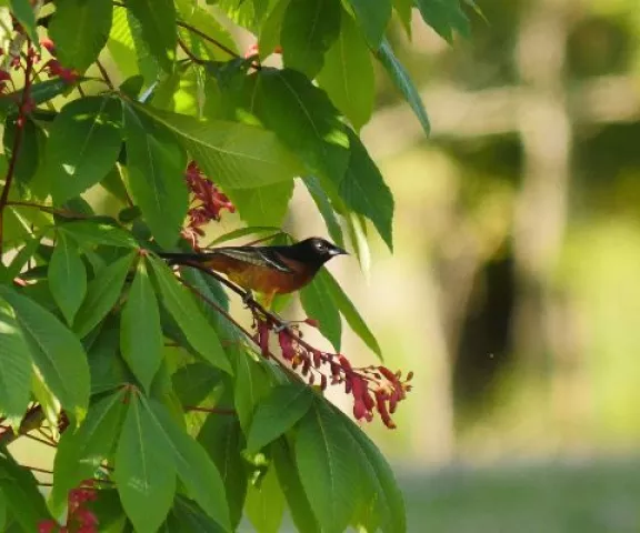 Orchard Oriole - Photo by Kimmie Paxton