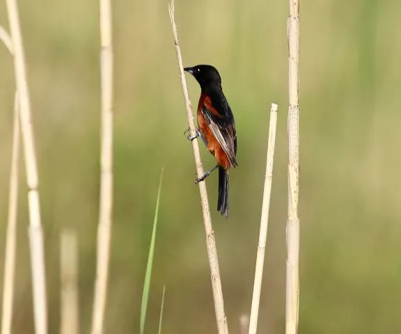 Orchard Oriole