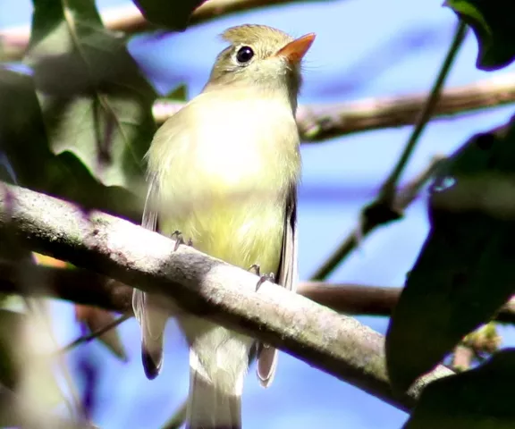 Pacific-slope Flycatcher - Photo by Joan Garvey