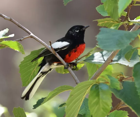 Painted Redstart - Photo by Joan M. Garvey