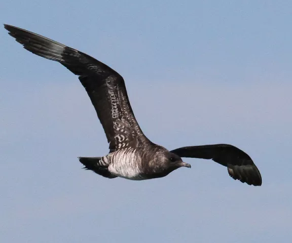 Parasitic Jaeger - Photo by Dave Patton