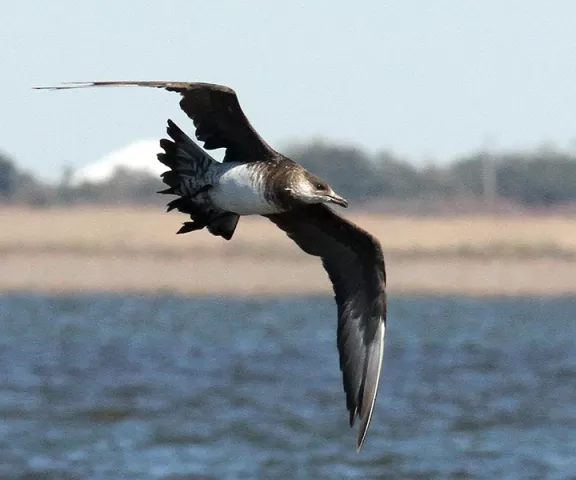 Parasitic Jaeger - Photo by Dave Patton