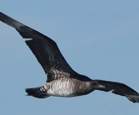 Parasitic Jaeger - Photo by Paul Conover