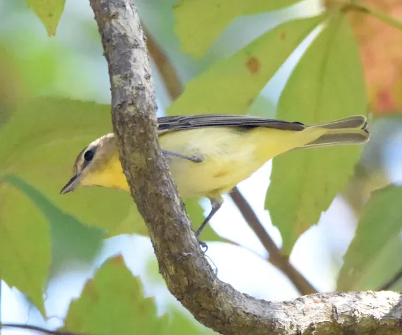 Philadelphia Vireo - Photo by Erik Johnson