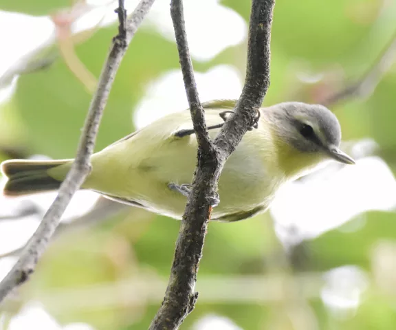 Philadelphia Vireo - Photo by Erik Johnson