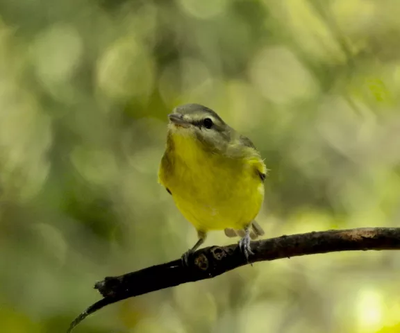 Philadelphia Vireo - Photo by Van Remsen