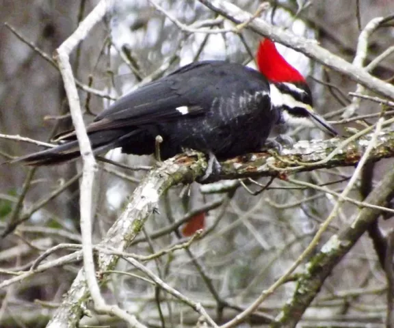 Pileated Woodpecker -Photo by P. Wainwright