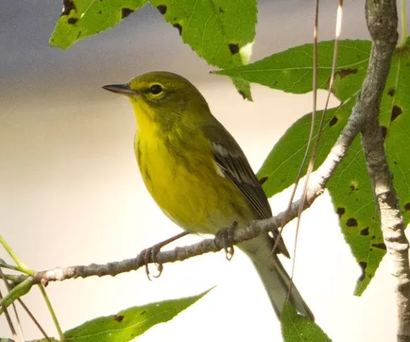 Pine Warbler - Photo by Charles Paxton