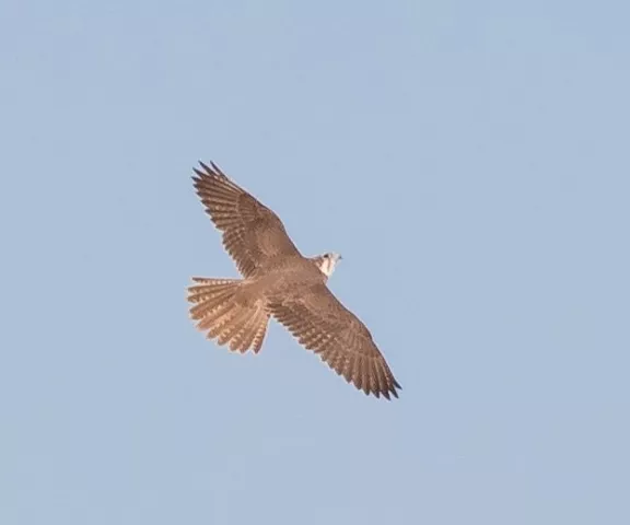 Prairie Falcon - Photo by Charles Battaglia